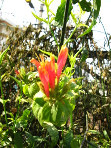 flowering vishalata
