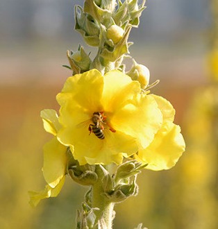 honeybee sucking nectar