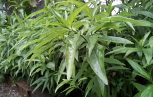 vishalata plants