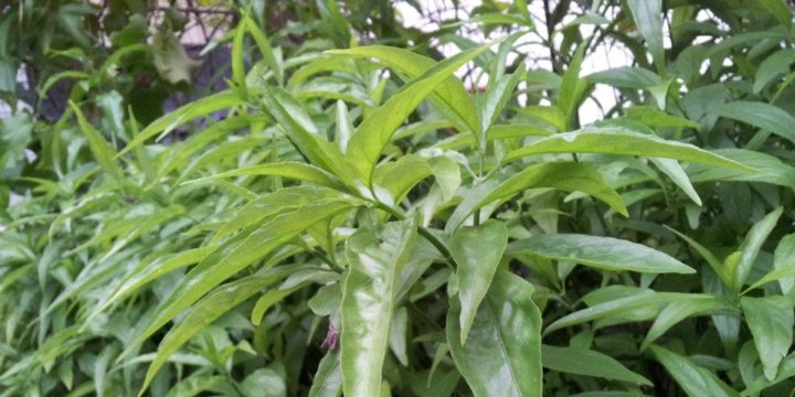 vishalata plants
